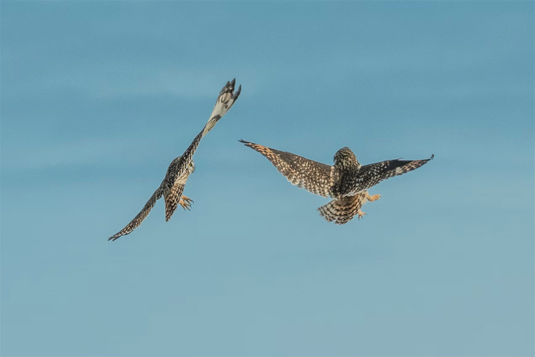 Owls flying in the blue sky